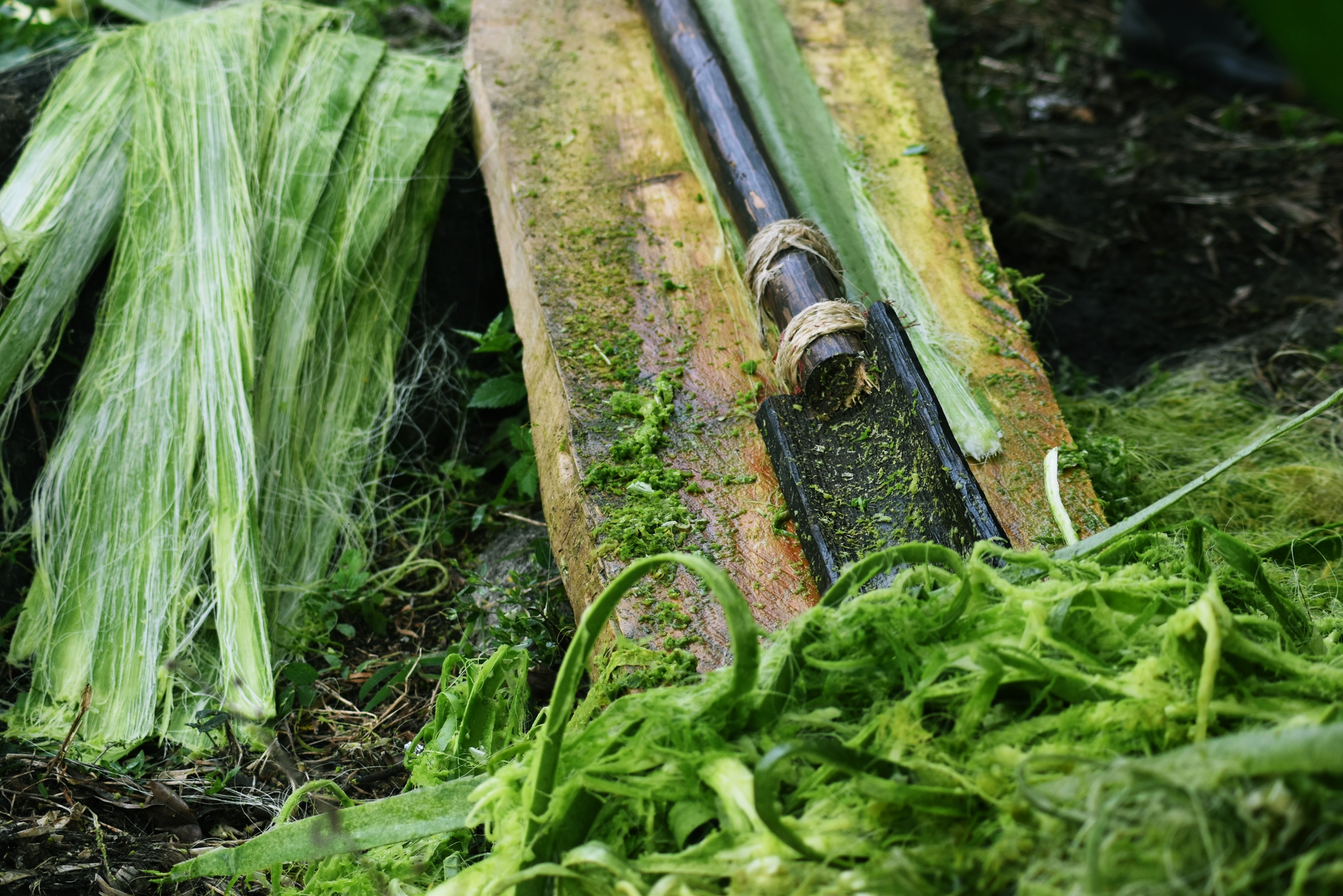 Angela Cordoba - Macaneo, extracción del maguey, una tradición ancestral.JPG